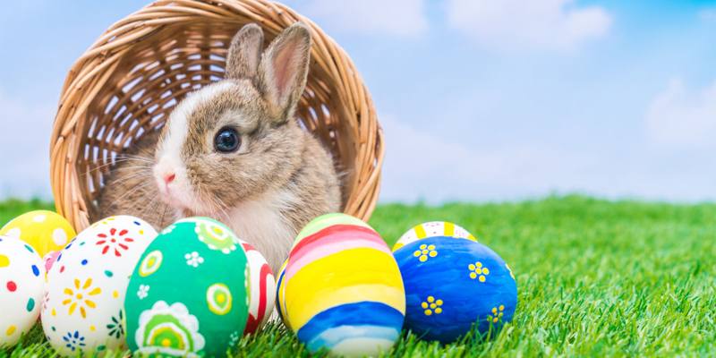 Favola: Le uova di Pasqua del coniglietto