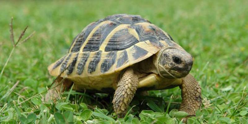 Favola: La tartaruga contadina